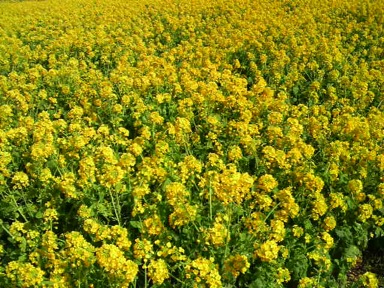 菜の花.jpg
